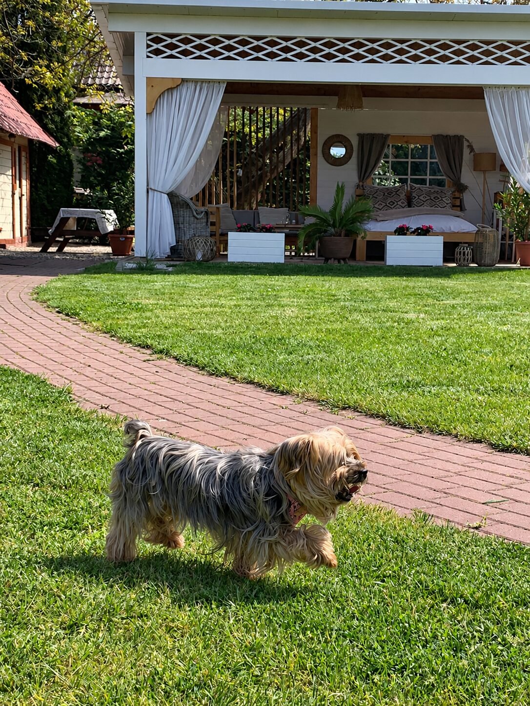 Animalele de companie sunt binevenite
